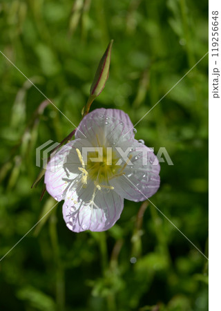 ヒルザキツキミソウ 119256648