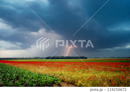 red poppies fields in Normandy, france 119256672