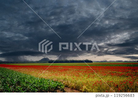red poppies fields in Normandy, france 119256683
