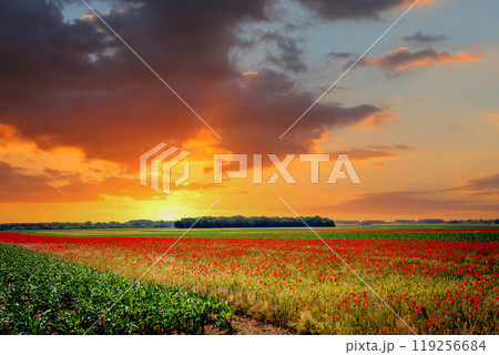 red poppies fields in Normandy, france 119256684