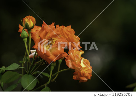 薔薇（ふれ太鼓） 119256705