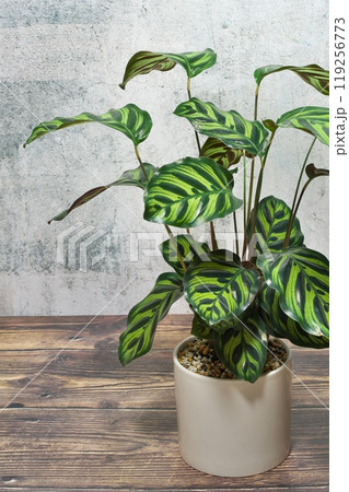 グレーの背景マコヤナ 119256773