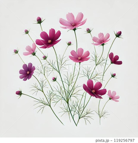 秋桜 119256797