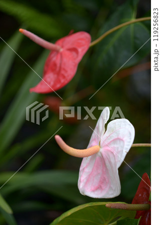 アンスリウム 119256823