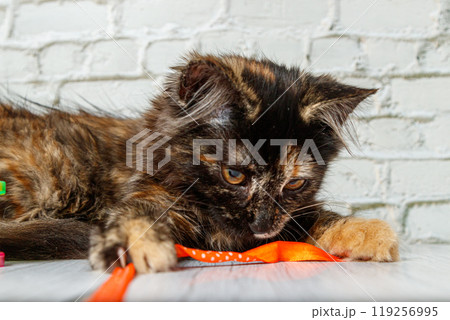 Beautiful little cat girl on a background of a brick wall Beautiful little cat girl on a background of a brick wall 119256995