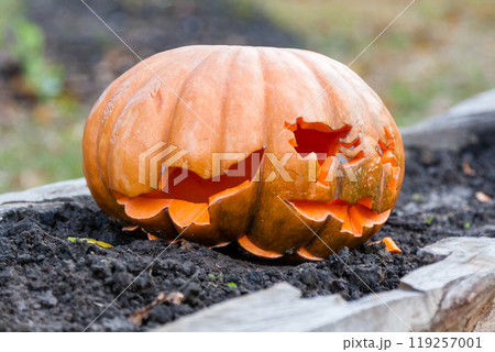 Beautiful pumpkins for halloween Beautiful pumpkins for halloween 119257001
