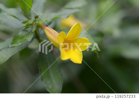 ヒメアリアケガラス 119257233