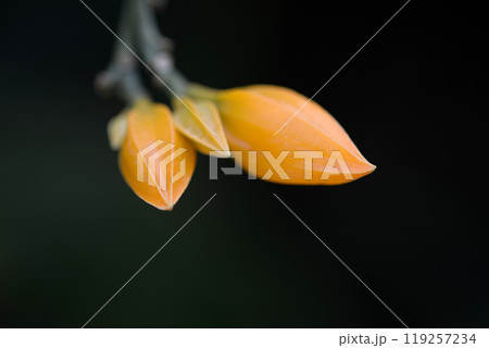 ファヌリョア・メキシカナ 119257234