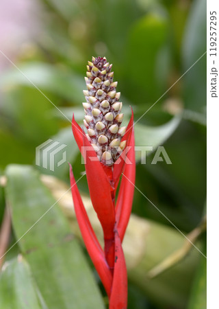 ミカドアナナス 119257295