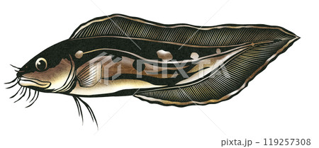 髭の生えた魚イタチウオの切り絵イラスト 119257308