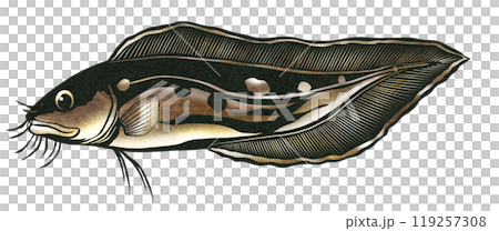 髭の生えた魚イタチウオの切り絵イラスト 119257308