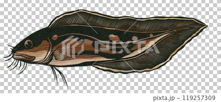 A paper cut-out illustration of a weaselfish that looks similar to a striped scorpionfish 119257309