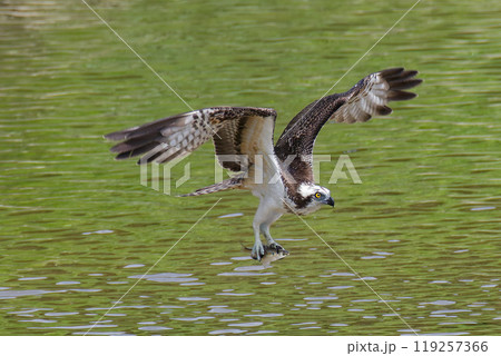 川でボラを捕まえたミサゴ 川でボラを捕まえたミサゴ 119257366