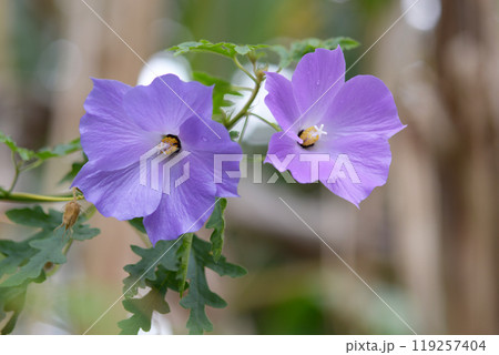 ブルーハイビスカス 119257404