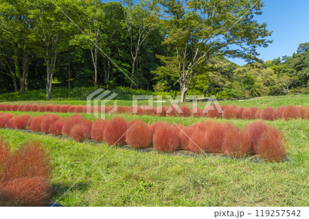 甘樫丘の麓に植えられている赤く色づいたコキア 119257542