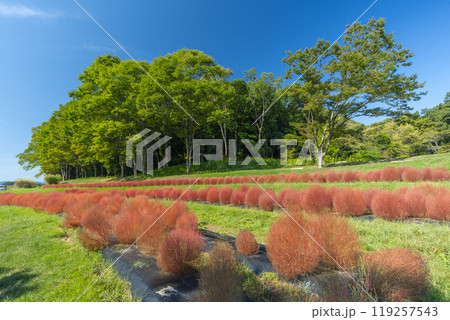 甘樫丘の麓に植えられている赤く色づいたコキア 119257543