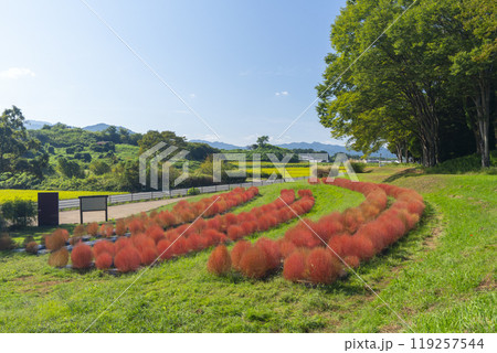 甘樫丘の麓に植えられている赤く色づいたコキア 119257544