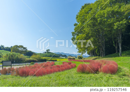 甘樫丘の麓に植えられている赤く色づいたコキア 甘樫丘の麓に植えられている赤く色づいたコキア 119257546