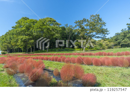 甘樫丘の麓に植えられている赤く色づいたコキア 甘樫丘の麓に植えられている赤く色づいたコキア 119257547
