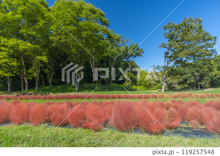 甘樫丘の麓に植えられている赤く色づいたコキア 甘樫丘の麓に植えられている赤く色づいたコキア 119257548