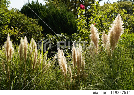 鶴舞公園の秋の風景 鶴舞公園の秋の風景 119257634