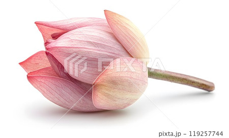 Picked bud of a delicate pink lotus flower lies on a white background Picked bud of a delicate pink lotus flower lies on a white background 119257744