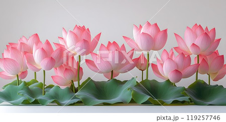Horizontal banner with beautiful pink lotus flowers on a clean background. Perfect for the Festival of Lotus Horizontal banner with beautiful pink lotus flowers on a clean background. Perfect for the Festival of Lotus 119257746