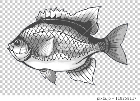 Black and white paper cut-out illustration of a damselfish 119258117