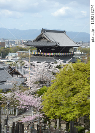 春の金戒光明寺　山門　京都市左京区黒谷 119258274