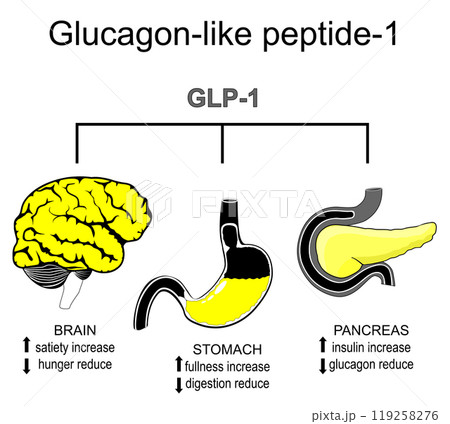 Glucagon-like peptide-1. Weight loss therapy 119258276