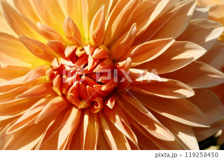 満開のダリア 119258450