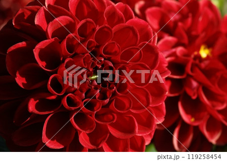 満開のダリア 119258454