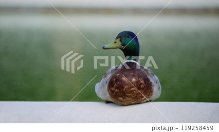 A Mallard Duck drake (Anas platyrhynchos) seats near a lake 119258459