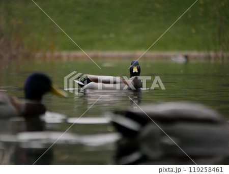 A Mallard Ducks drake (Anas platyrhynchos) swim in a lake in Turkenschanzpark in Vienna A Mallard Ducks drake (Anas platyrhynchos) swim in a lake in Turkenschanzpark in Vienna 119258461