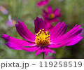 コスモス 119258519