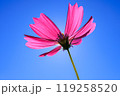 下からコスモス 119258520
