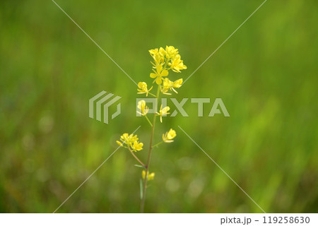 セイヨウカラシナ 119258630