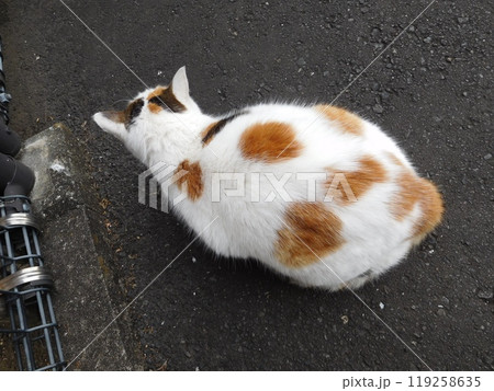 相鉄線星川駅 三毛猫 後ろ姿 相鉄線星川駅 三毛猫 後ろ姿 119258635
