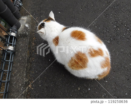 相鉄線星川駅 三毛猫 後ろ姿 相鉄線星川駅 三毛猫 後ろ姿 119258636