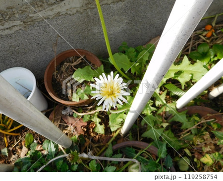 シロバナタンポポ 119258754