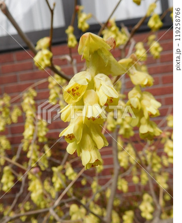 トサミズキの花 トサミズキの花 119258766