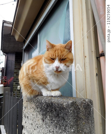 塀の上に茶トラの猫 松原商店街 塀の上に茶トラの猫 松原商店街 119259054