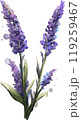 Watercolor Lavender Stems 119259467
