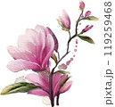 Watercolor Magnolia Blossom 119259468