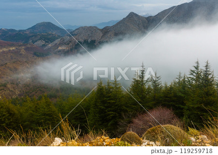 Scenic misty mountain landscape with fir forest Scenic misty mountain landscape with fir forest 119259718