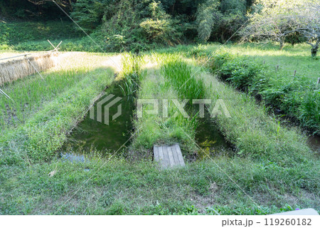 谷戸田（新治市民の森） 119260182