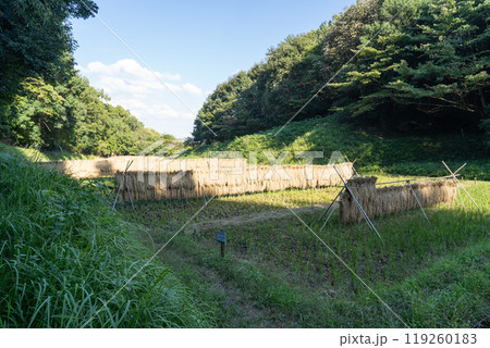 谷戸田（新治市民の森） 119260183