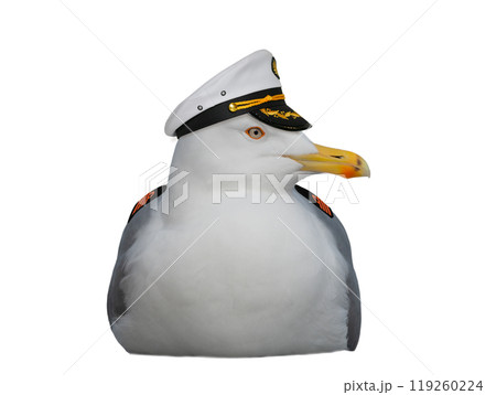 portrait seagull in a sea captain's cap isolated on a white background 119260224