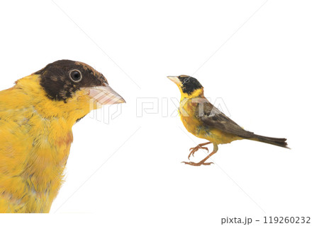 Black-headed Bunting Black-headed Bunting 119260232