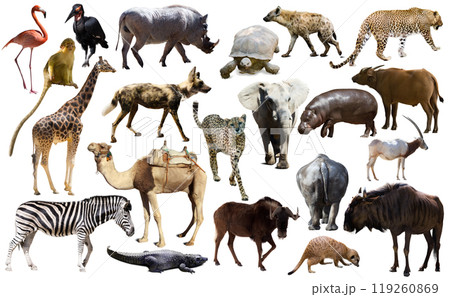 Birds, mammal and other animals of Africa isolated Birds, mammal and other animals of Africa isolated 119260869